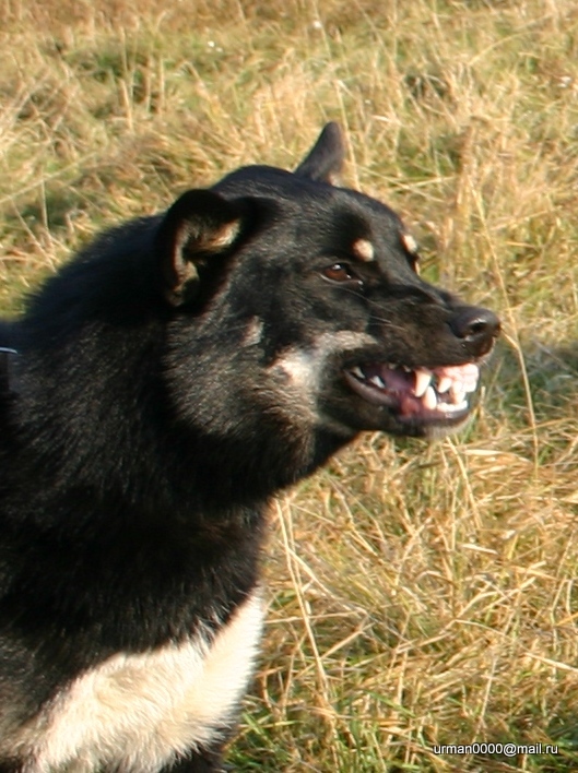 улыбка Харзы