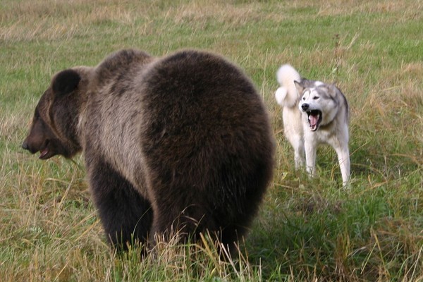 ВСЛ Тагар 2010 год
