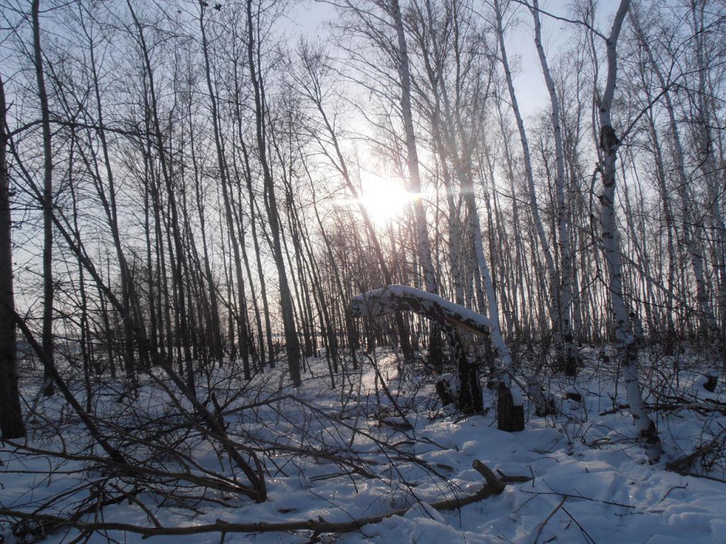 В зимнем лесу.