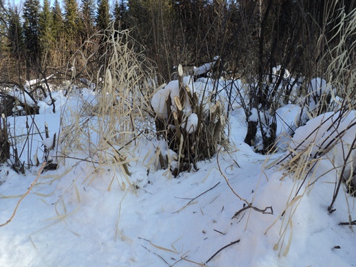 DSC03567-vert.jpg