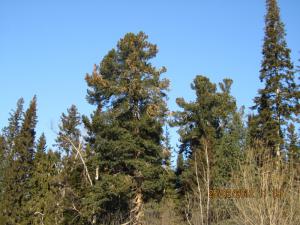 IMG_0887.JPG