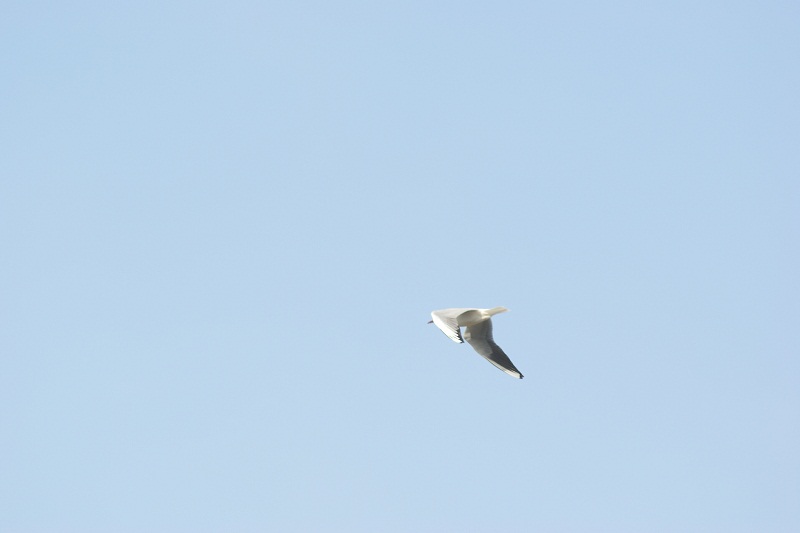 DSC5661.jpg