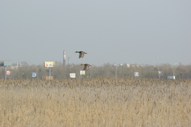 DSC5662.jpg