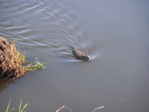 Ондатр на Иртыше.