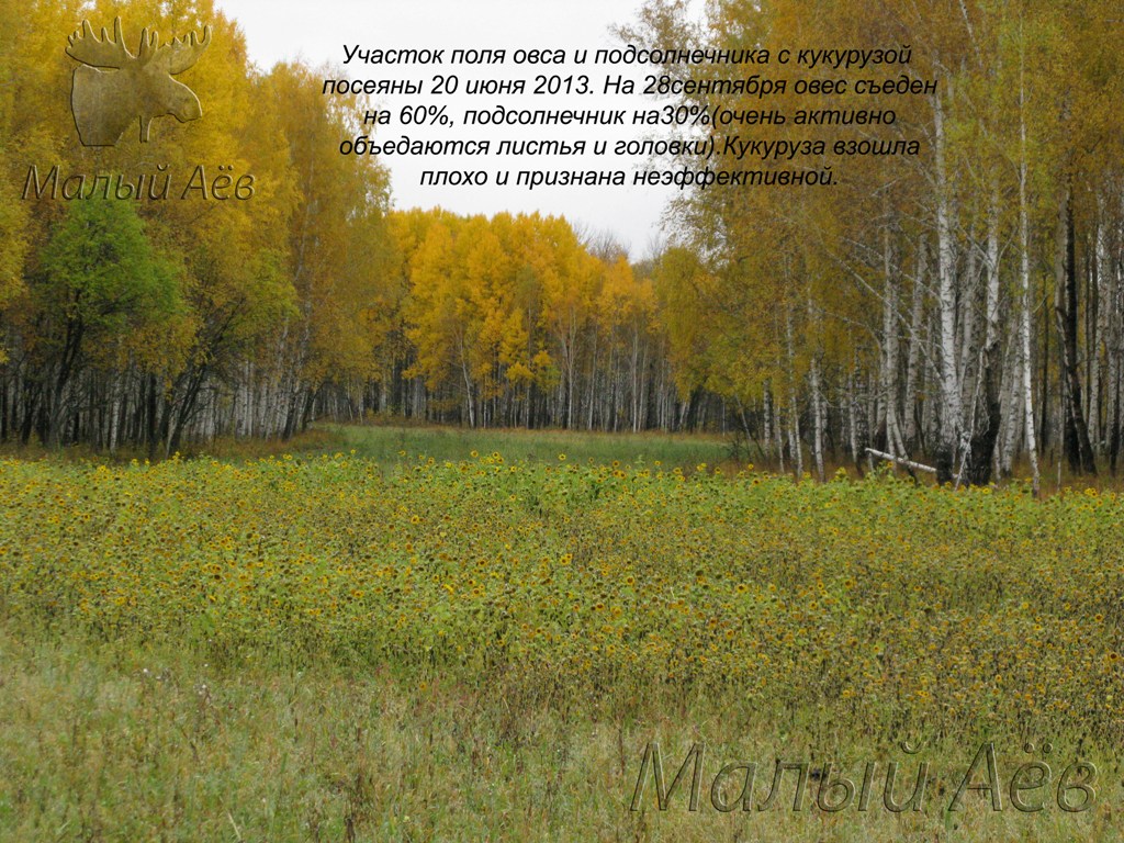 Поле подсолнечника