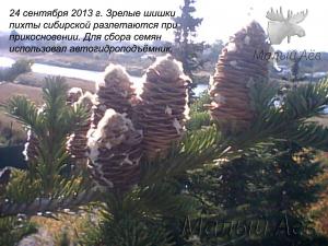 Пихта Спелые шишки 24092013