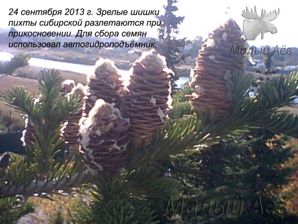 Пихта Спелые шишки 24092013