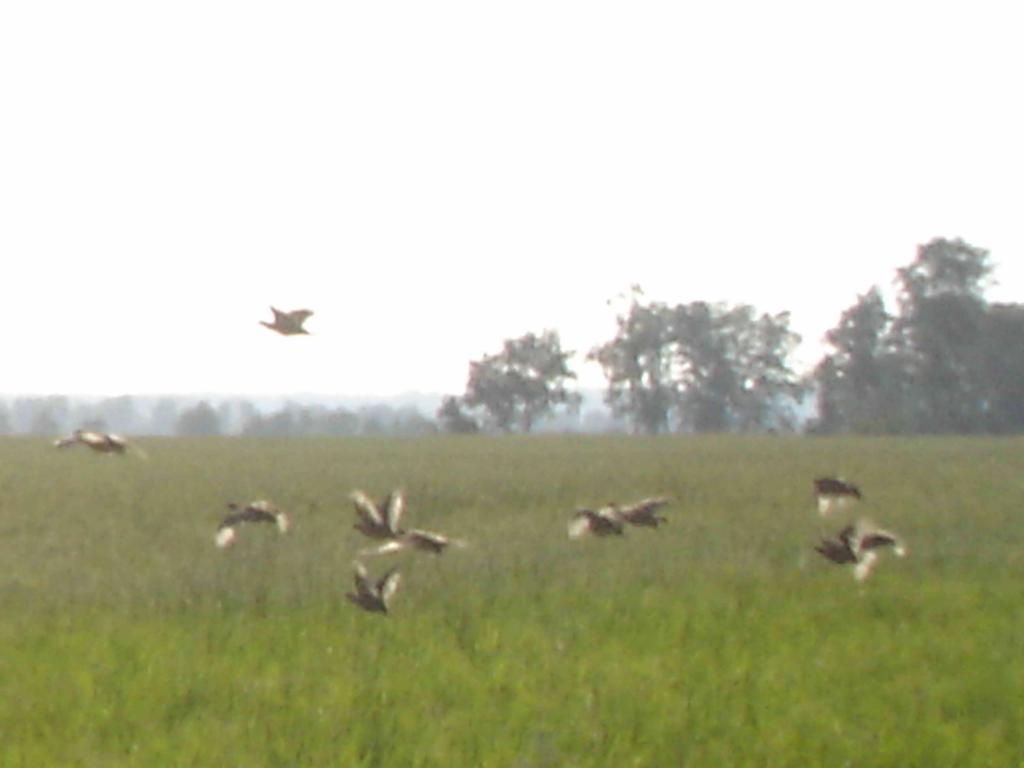 DSC00654