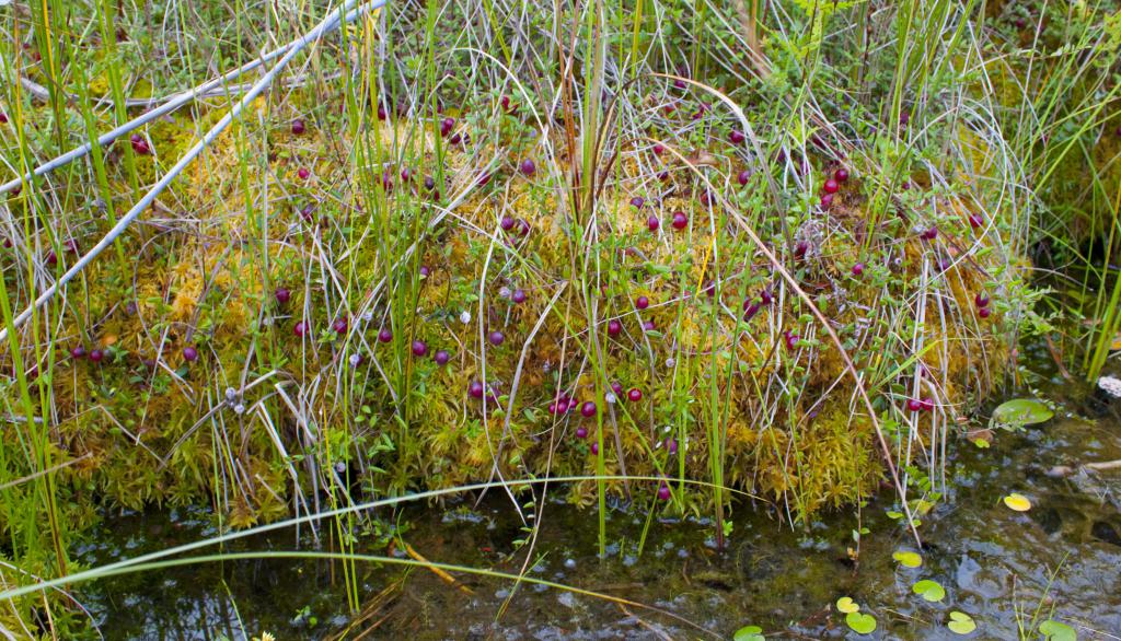 IMG_1430--