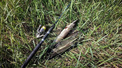 IMG_20160703_085546.jpg