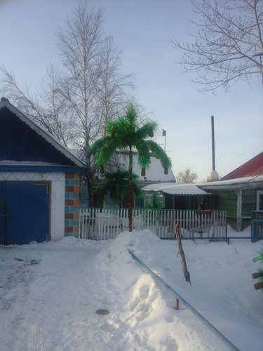 пальма.jpg