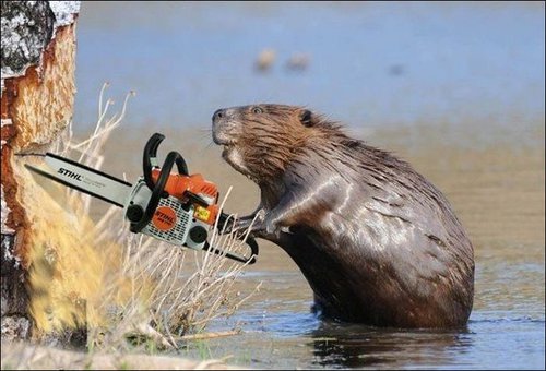 animal-tuning-01.jpg