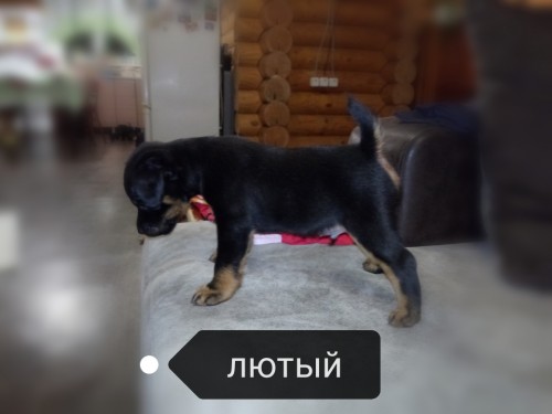 лютый1.jpg