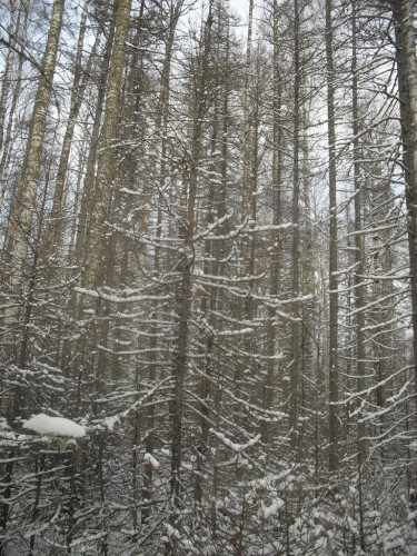 SDC10481.JPG