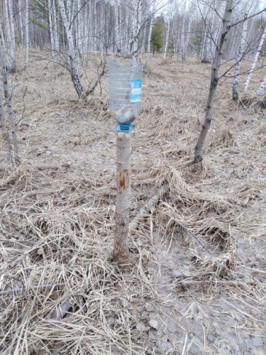 солонец.jpg