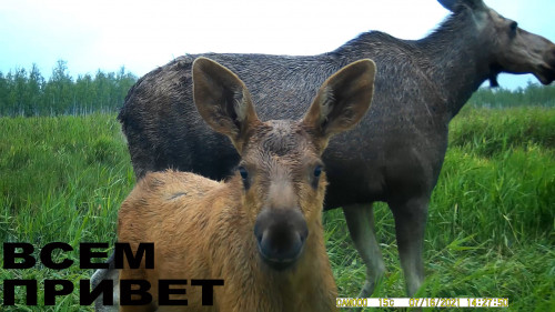 Всем привет.jpg