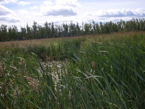 SDC10782.jpg