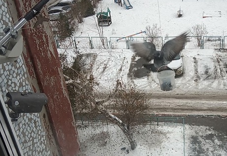 голубь.jpg