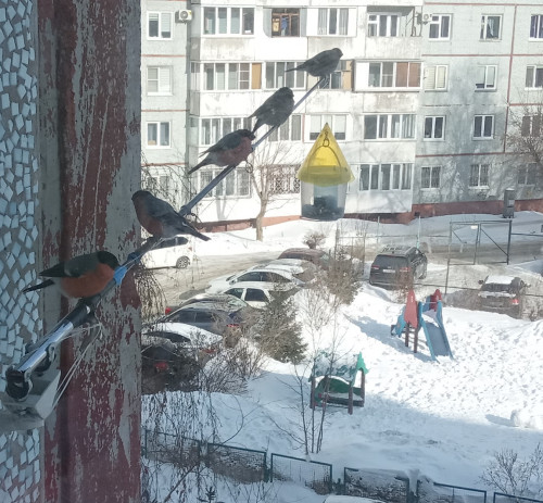 помидоры.jpg
