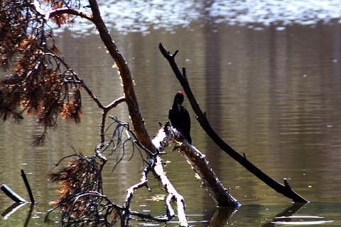 IMG_3184.jpg