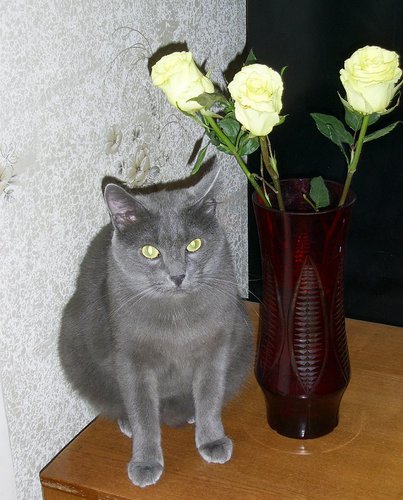 котэ1.jpg