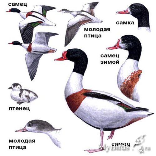 пеганка.jpg