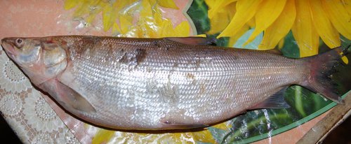 DSC09721_cr.jpg