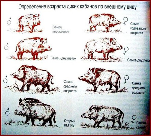 определение пола и возраста кабана.jpg