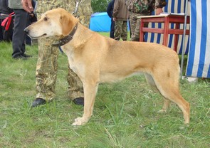 ср д 1 Плакса ДудковСВ.JPG